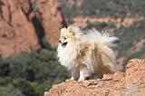 SPITZ ALLEMAND 343